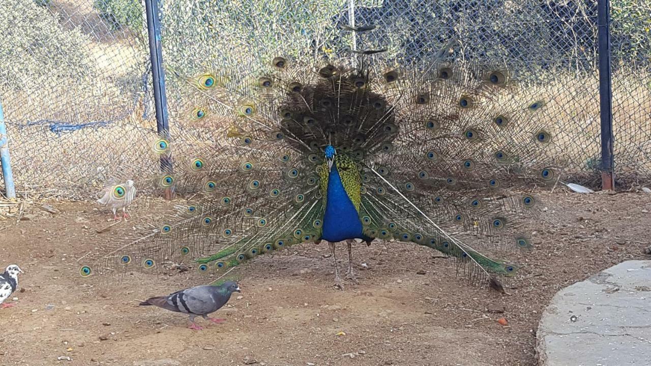Relais De Tahla Hotel Ain Bou Mahdi Luaran gambar